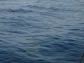 Hawaii 12-13 (774)