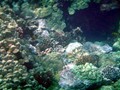 Hawaii 12-13 (797)