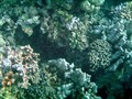 Hawaii 12-13 (800)